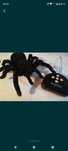 Cadou de colectie tarantula cu telecomanda