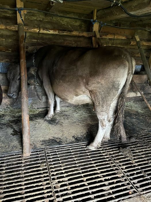 Vind vaca bruna blînă