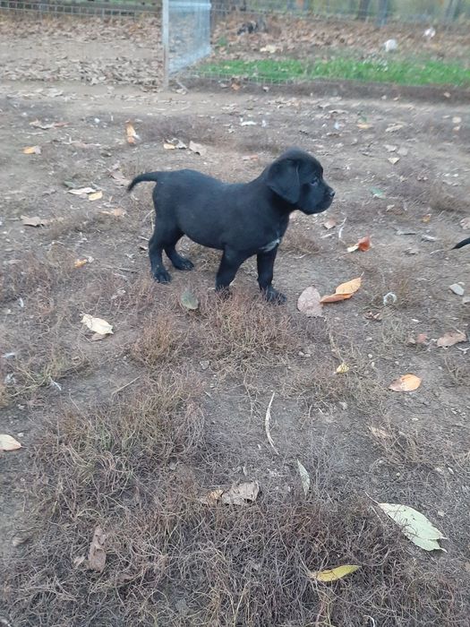 Cane corso negru