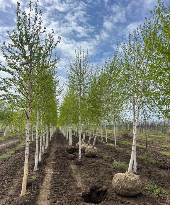 Vand brazi plante ornamentale