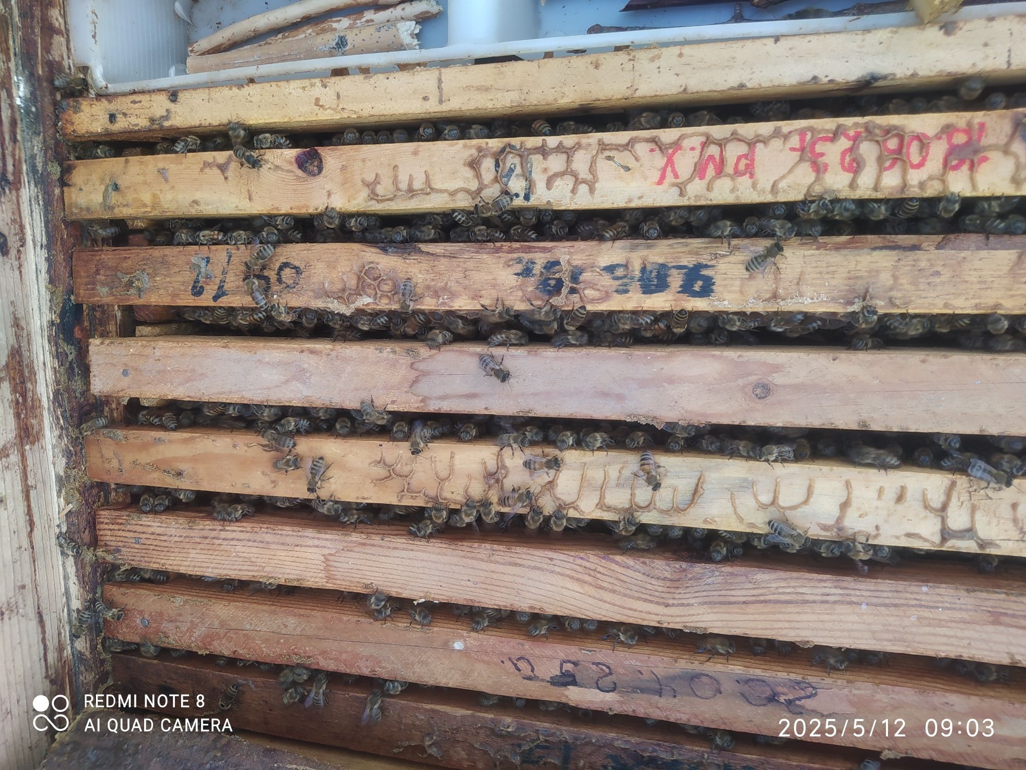 Asalari oilalari sotiladi yawigi bilan