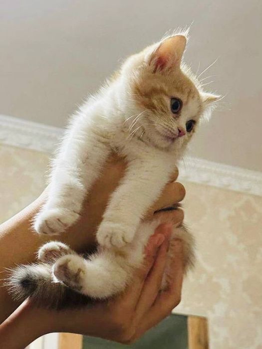Британская короткошерстная Котенок