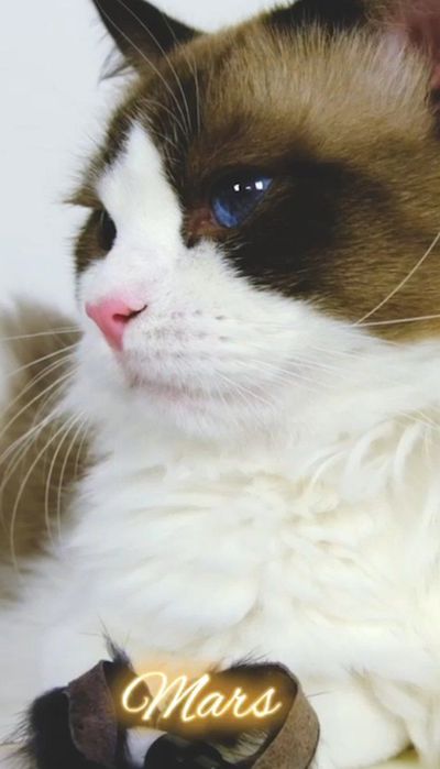 регдоллы !! Чистокровные