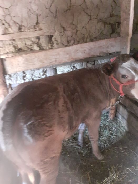 Vând vaca cu vitica