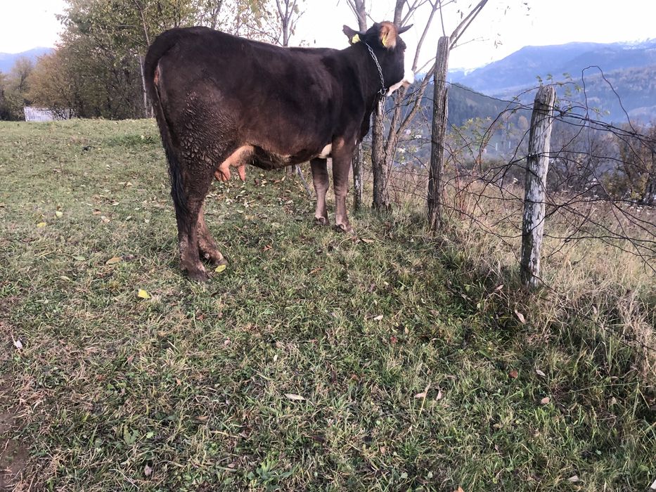 De vânzare vacă….