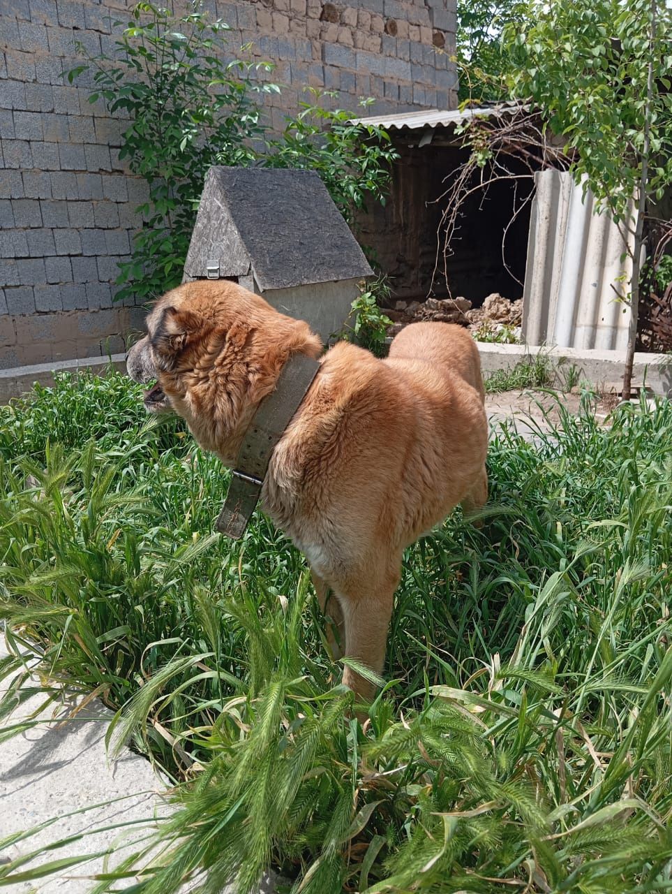 Собака 3 года охранник алабай