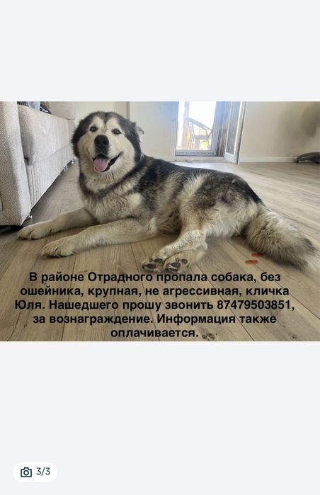 Пропала собака, сука маламут