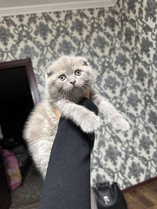 Продается котенок скоттиш фолд мальчик