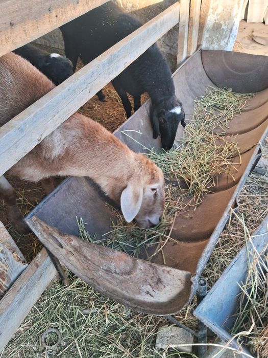 Кучкор сотилади .