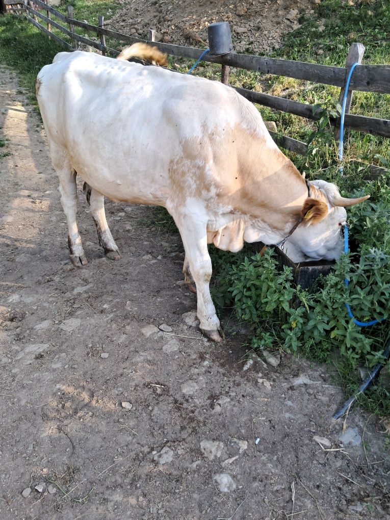 Vând o vaca și o juninca
