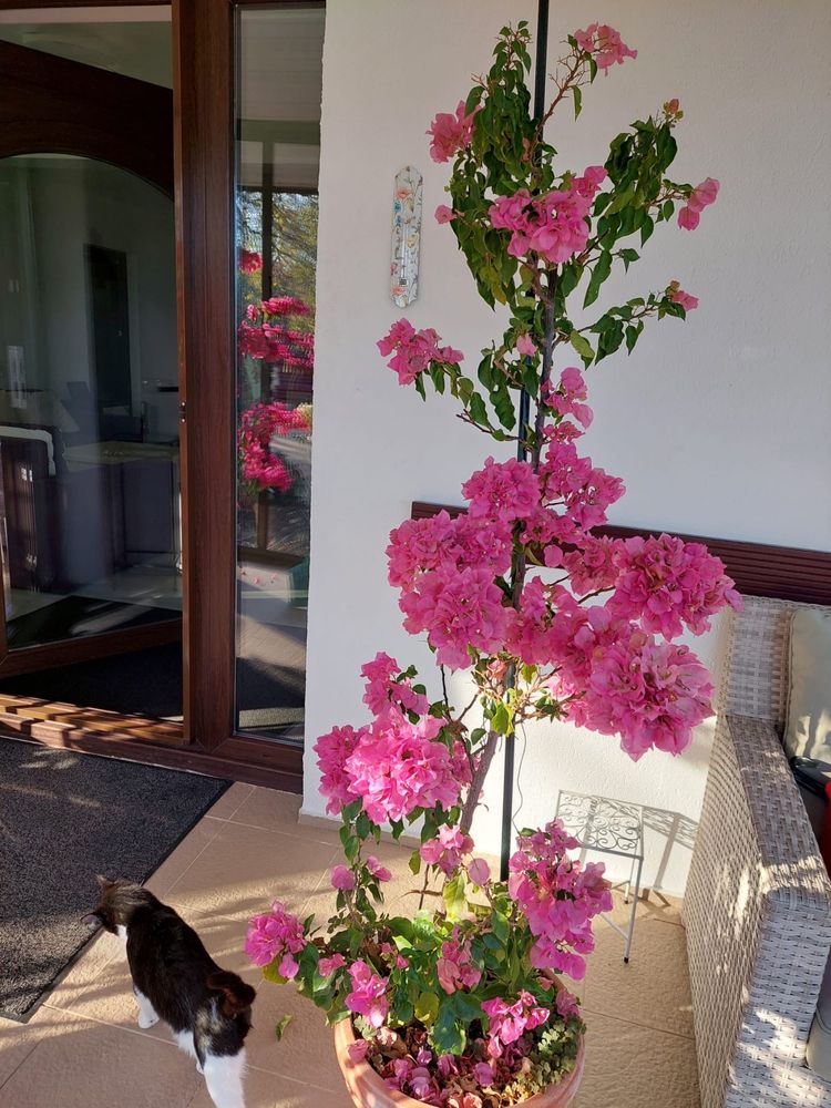 Floare de hartie roz - 180- 200 cm