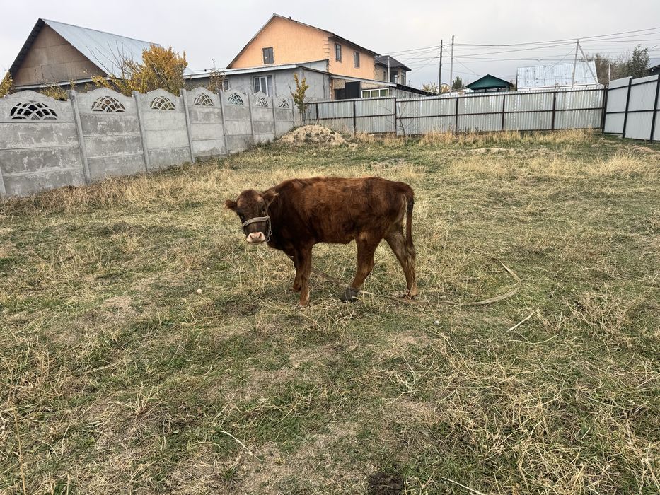 Тёлка ұрғашы тана