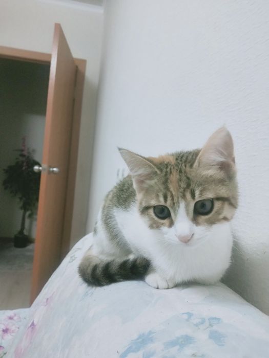 Котенок трехцветный