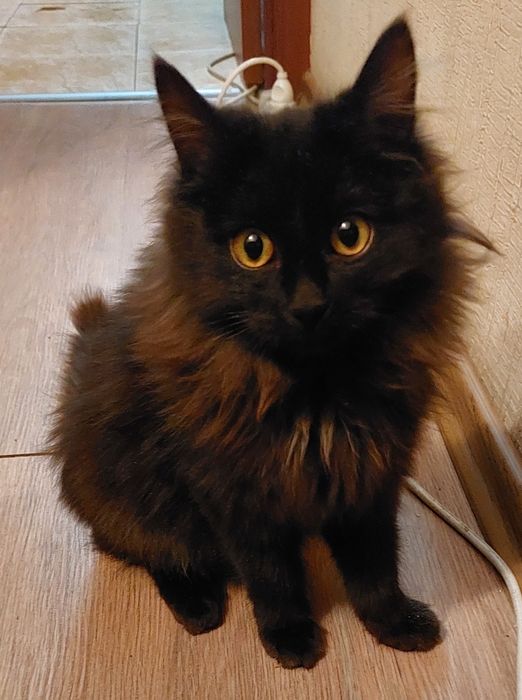 Отдам милого котёнка, мальчика