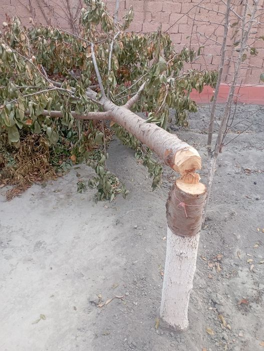 Gilos shaftoli ôtinlar bor