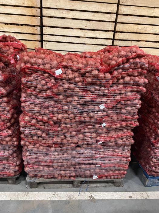 Cartofi Bella-Rosa consum si samanta