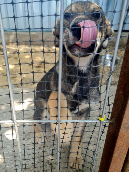 Dau spre adopție