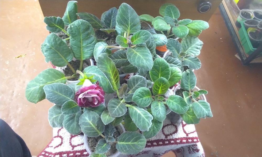 Продаются наборы Глоксиний