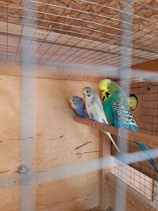 Выставочные попугаи