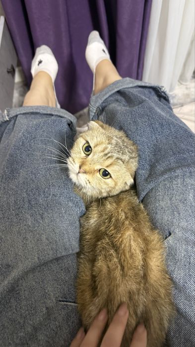 Кошка Золотая шиншилла