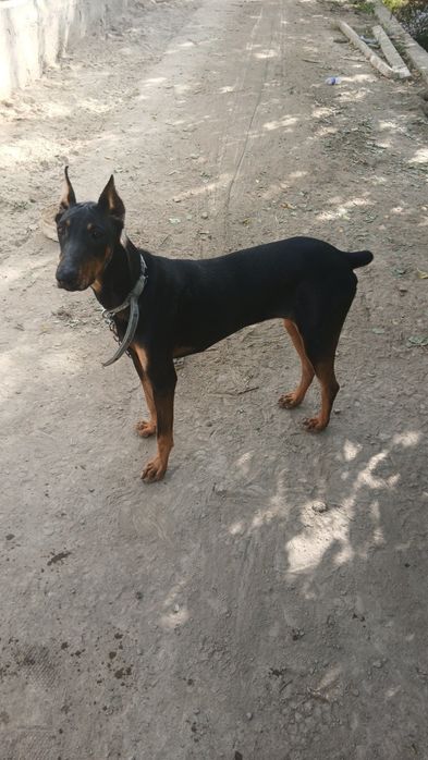 Dobermen Sotiladi