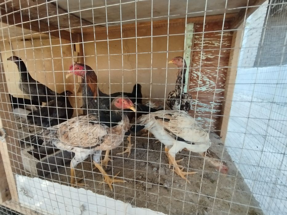 Dakan toviqlar  srochna sotiladi