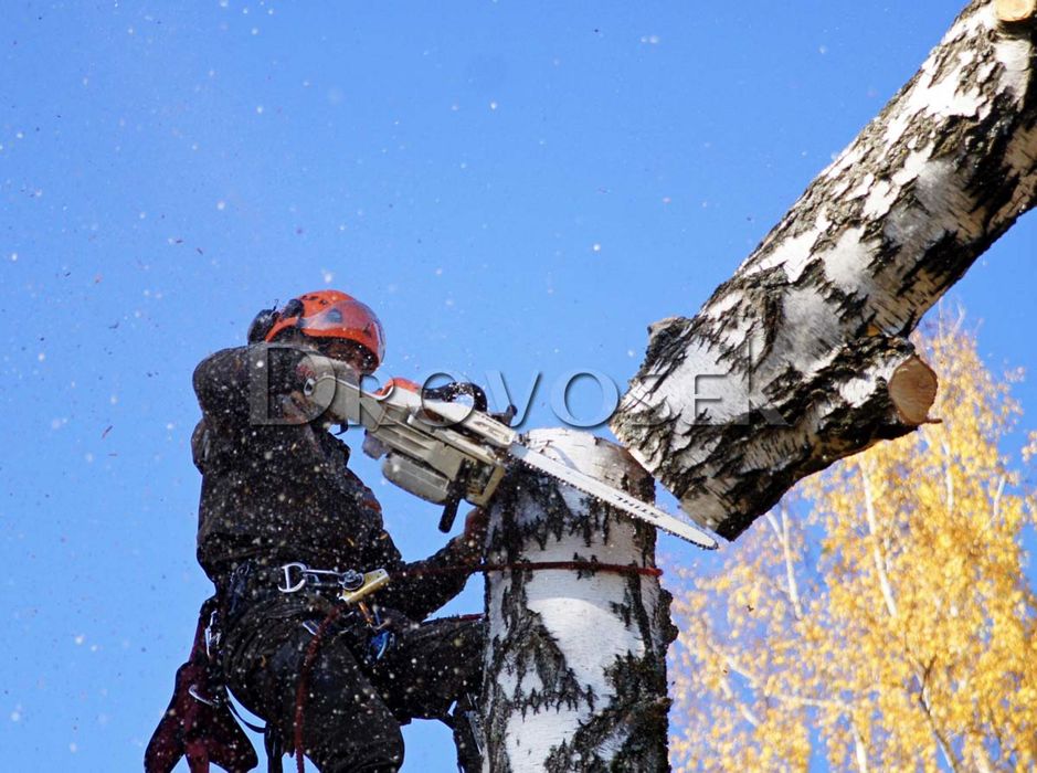Спил деревьев!Кронирование!Любая сложность!