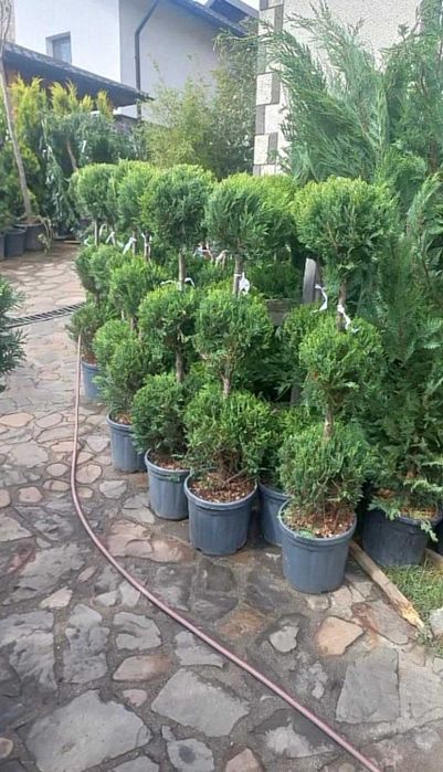 Plante ornamentale impresionante pentru colțuri speciale