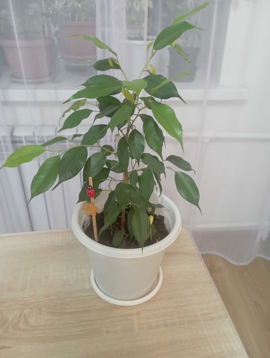 Цветок фикус Бенжамена  в 2х расцветках