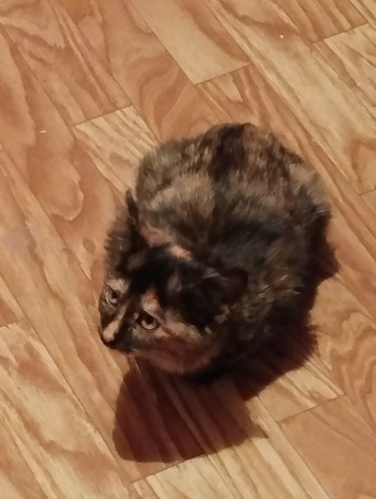 Отдам даром в добрые руки. Котята черный мальчик и девочка