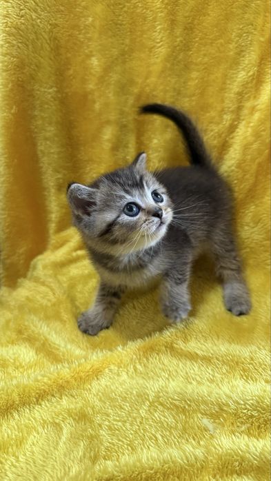 Акция котята Шиншиллы