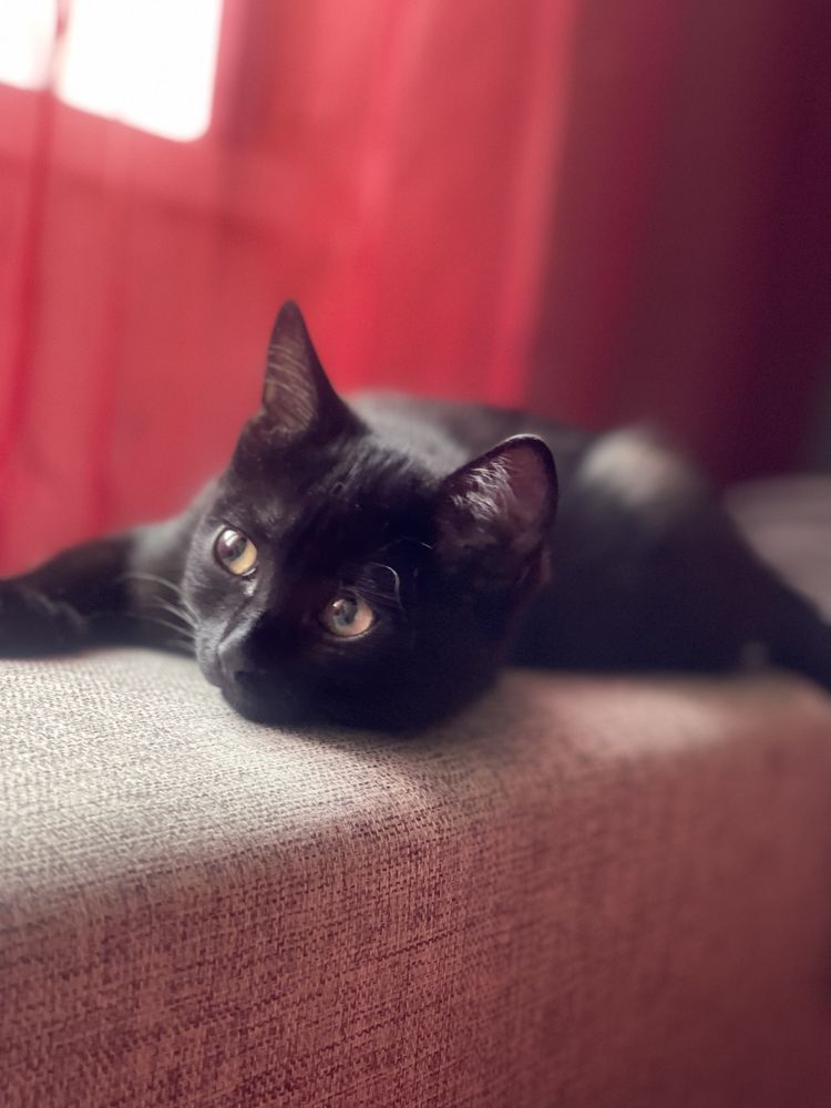Котята ищут дом и заботливых хозяев