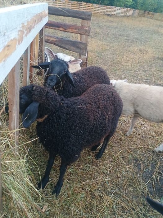 Vând 2 mieluțe karacul