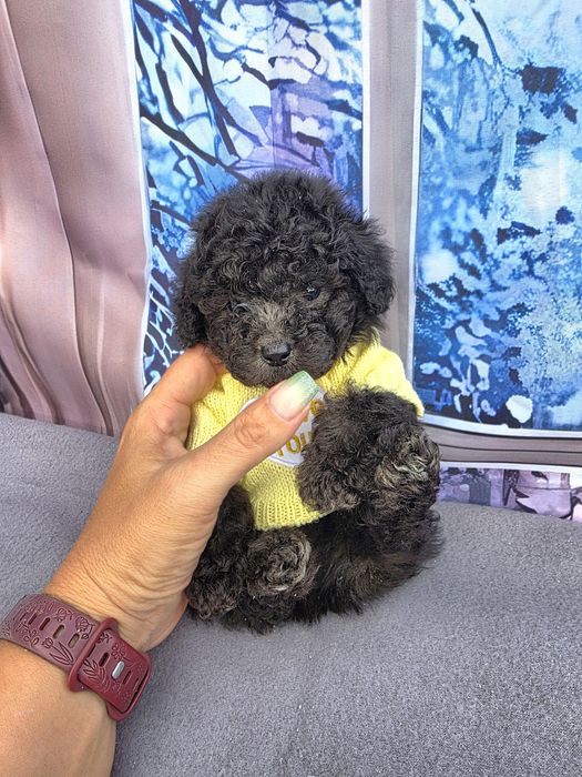 Резервирани!Пудел той сиви с документ за произход