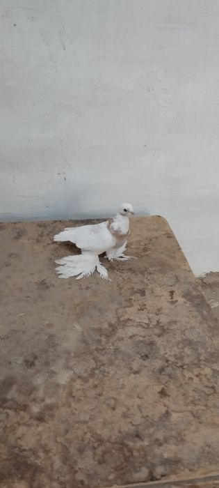 Kaptar xamasi soglom