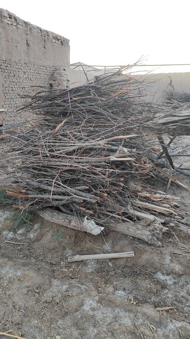 Отын бар кургак ериктин шакалары