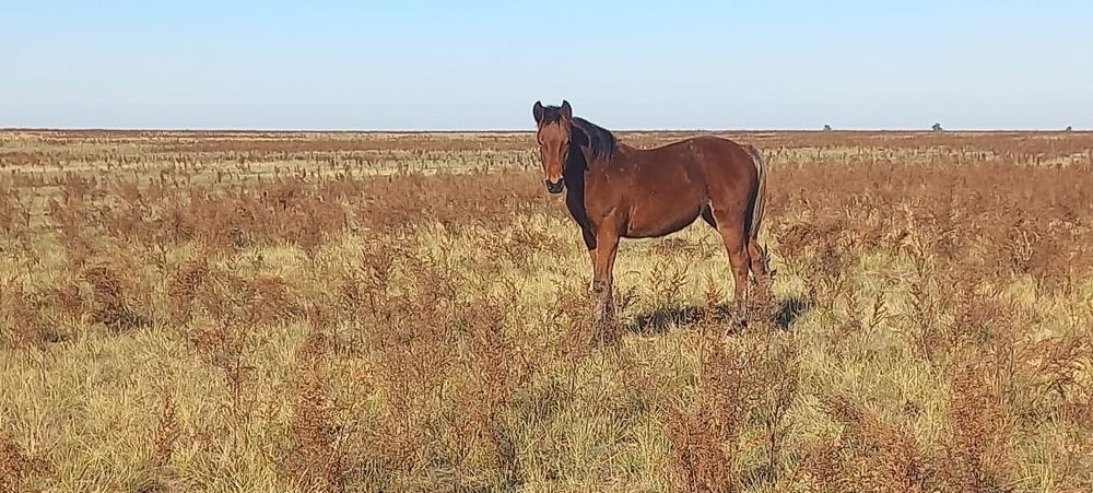Семыз жабагы сатам. Жеребята.