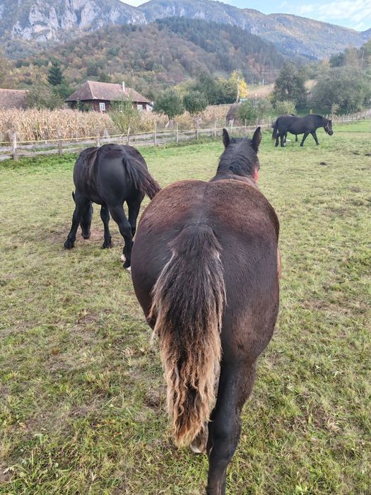 Vând mânz de 6 luni