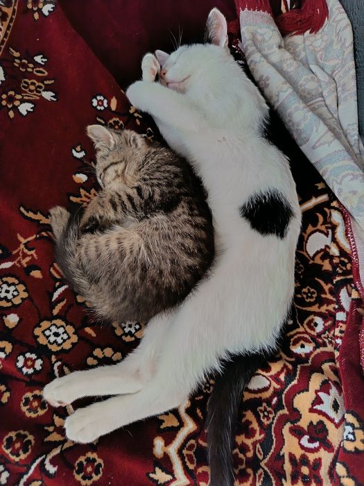 Uy mushugi, 6 oylik ortancha bepulga beriladi