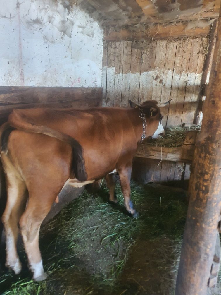Junca la prima fatare cuminte la muls sau scimb cu vaci de abator .