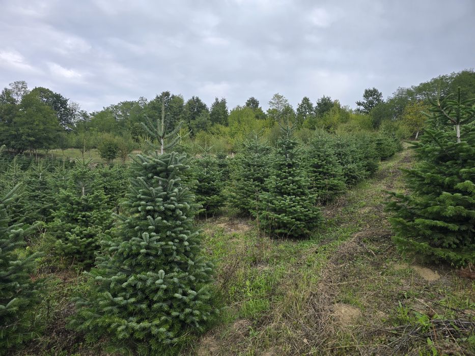 Brad Nordmann en-gros de vanzare 
Brad Nordmann/Brad de Craciun/Brad n