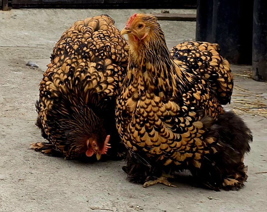 Oua incubatie păsări de Rasă