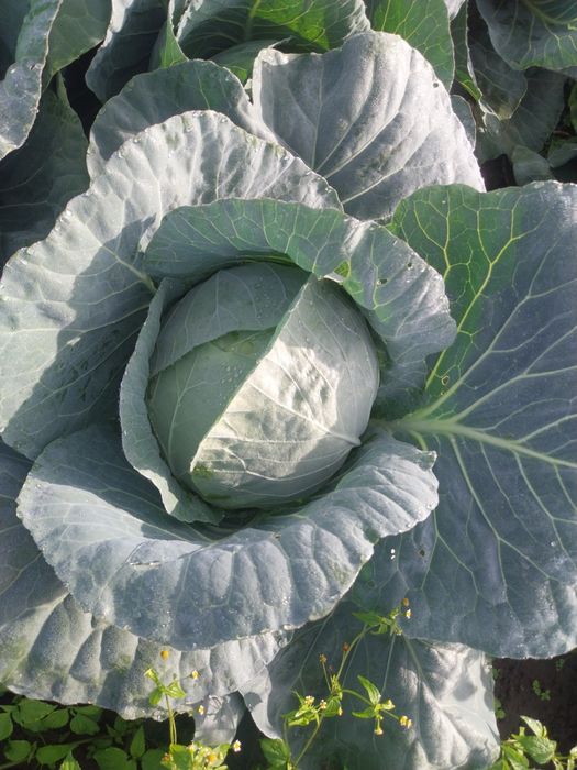 Varza Bucharest 2025