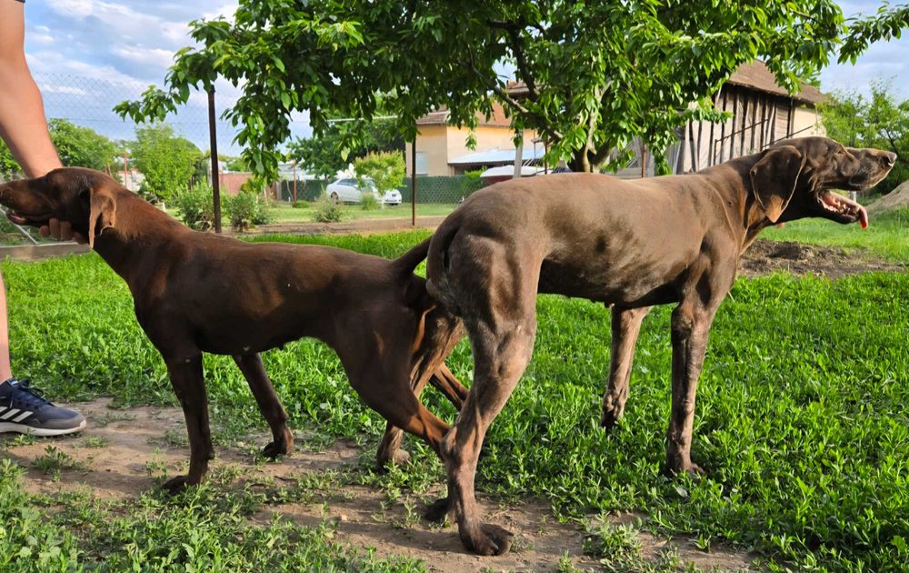 Мъжки кученца курцхаар на 3месеца