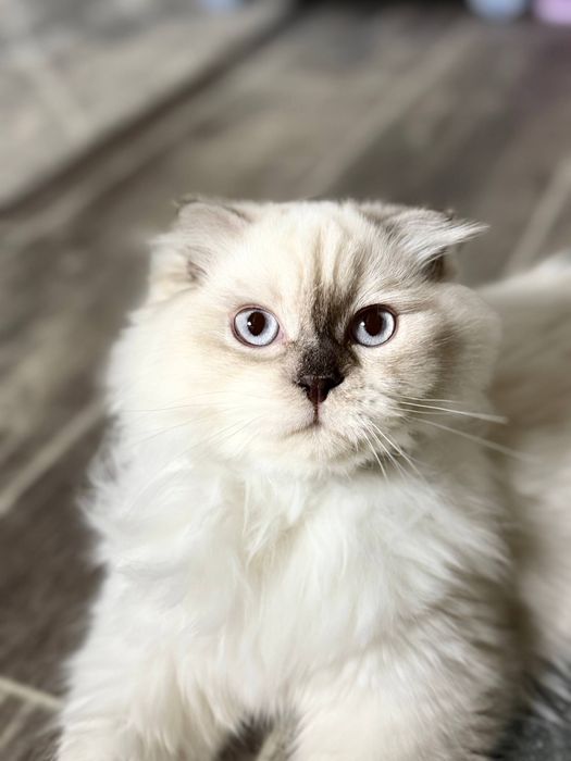 Skotish fold o’g’il bola 7 oylik