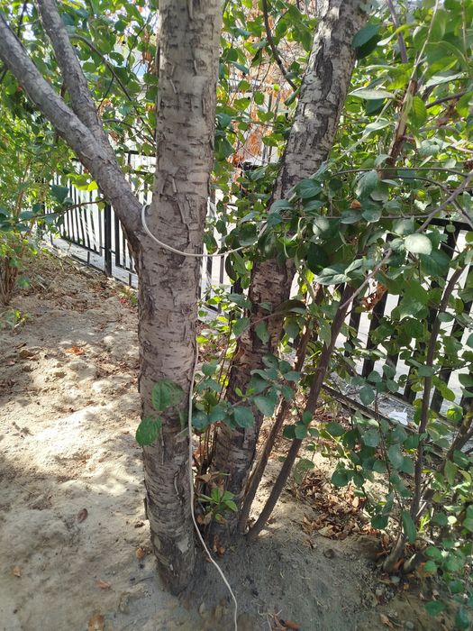 Отдам даром на дрова .