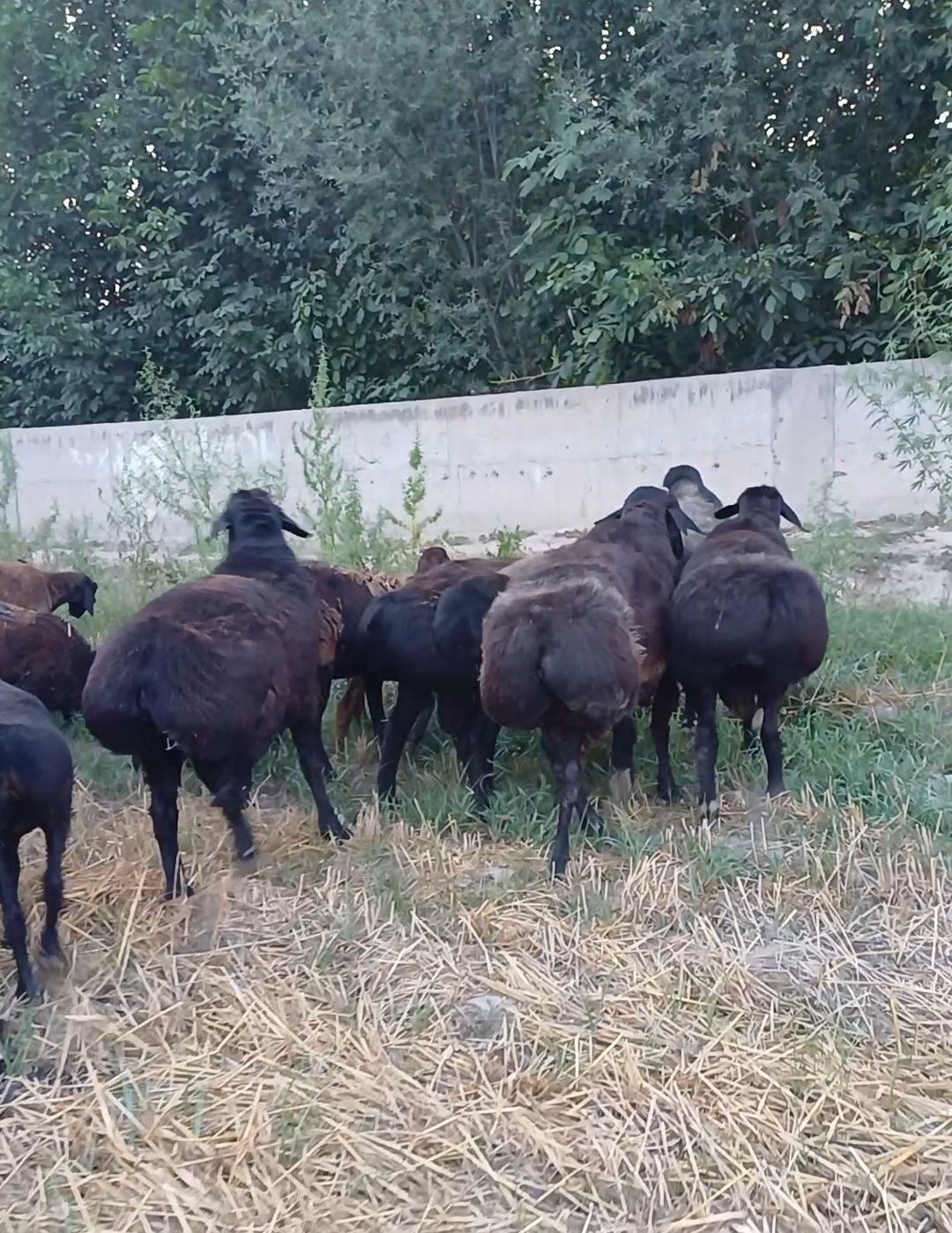 Кучкорлар сотилади