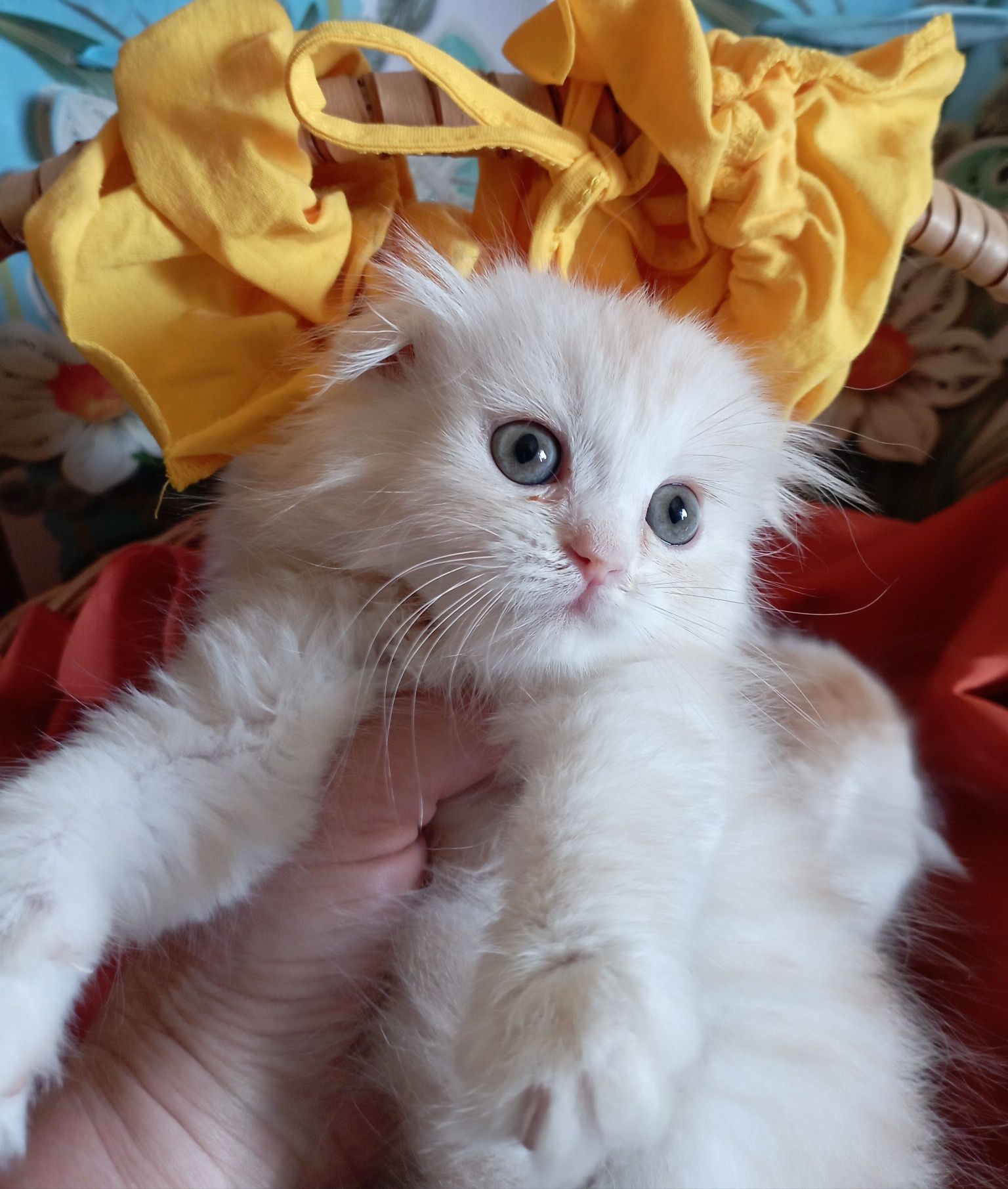 Вислоухие котята мальчики 2 мес.