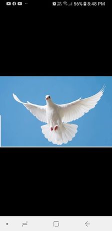 Porumbei albi pentru evenimente Targu Ocna