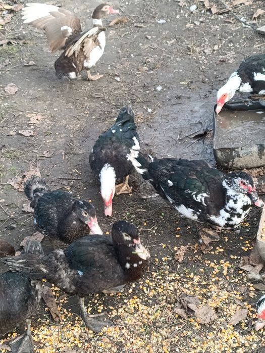 Rate leșești /ratoi